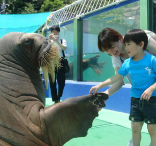 海獣にタッチ！「伊勢シーパラダイス」