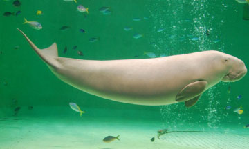 飼育種類数、日本一！！「鳥羽水族館」