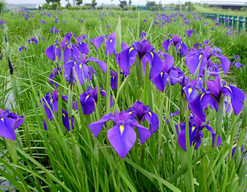 優美な風情が漂う、斎宮跡の花菖蒲
